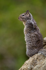 Adult California Ground Squirrel rear-view profile near the Pacific coast