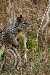 Adult California Ground Squirrel shows his beautiful tail near the Pacific coast