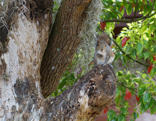 Eastern Gray Squirrel in a tree with Spanish moss in Homosassa, Florida