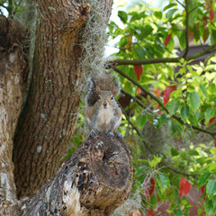 Eastern Gray Squirrel in a tree with Spanish moss in Homosassa, Florida