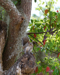 Eastern Gray Squirrel in a tree with Spanish moss in Homosassa, Florida