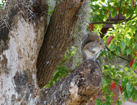 Eastern Gray Squirrel in a tree with Spanish moss in Homosassa, Florida