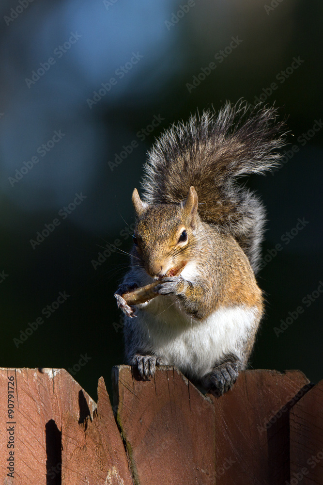 Poster Eastern Gray Squirrel gnaws a bone on a wooden fence at dawn