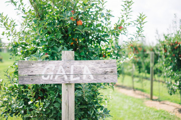 Naklejka na ściany i meble Sign at the apple orchard