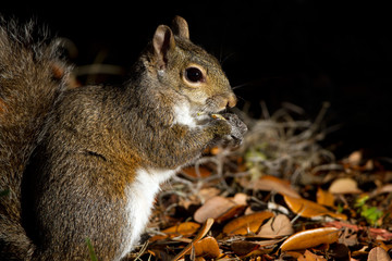 Eastern Gray Squirrel eats his breakfast at dawn in Florida