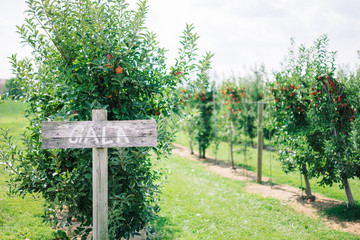 Sign at the apple orchard