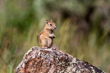 Naklejka na ściany i meble Golden-mantled Ground Squirrel on a colorful rock in Black Canyon of the Gunnison National Park