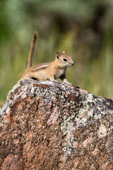 Golden-mantled Ground Squirrel on a colorful rock in Black Canyon of the Gunnison National Park