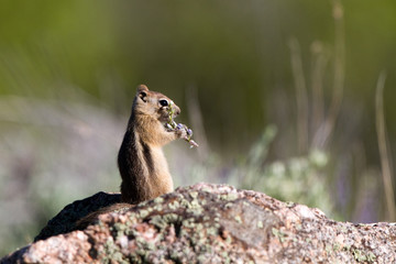 Naklejka na ściany i meble Golden-mantled Ground Squirrel eats in Black Canyon of the Gunnison National Park