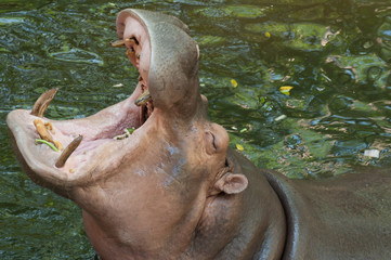 Hippo Hippopotamus open mouth