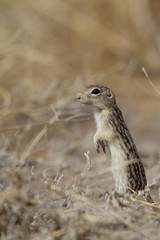 Thirteen-lined Ground Squirrel in Alamosa National Wildlife Refuge in Colorado