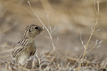 Thirteen-lined Ground Squirrel in Alamosa National Wildlife Refuge in Colorado