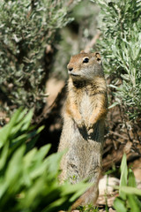 Alert Uinta Ground Squirrel in Utah