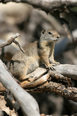 Naklejka na ściany i meble Alert Uinta Ground Squirrel in Utah