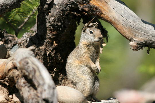 Alert Uinta Ground Squirrel in Utah