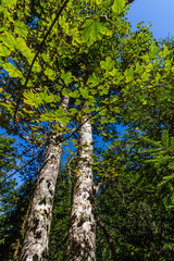Late summer sunlight breaking through the trees at a mystical lane