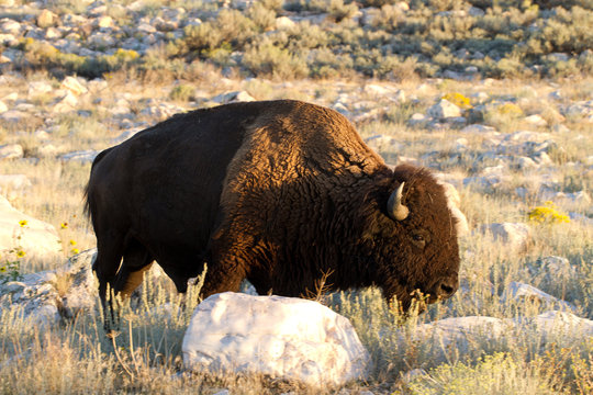 Bison or Buffalo grazes at sunset in Antelope Island State Park in Utah