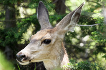  Mule Deer close-up portrait in Yellowstone National Park