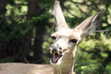 Mule Deer laughs or yawns in Yellowstone National Park