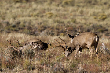 Four Mule Deer bucks with antlers graze in autumn
