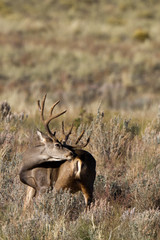 Mule Deer buck licks a wound in Great Sand Dunes National Park in autumn