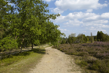 Lüneburger Heide - Wanderweg in der Nähe von Egestorf