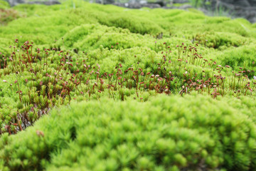北八ヶ岳 雨池の苔