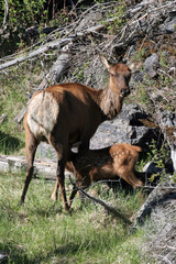 Naklejka na ściany i meble Mother Elk or Wapiti with a nursing fawn in Yellowstone National Park