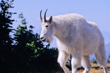Mountain Goat in Glacier National Park in Montana