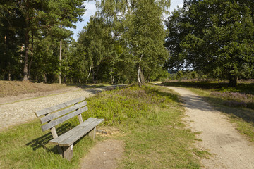 Fototapeta premium Lüneburger Heide - Wanderweg und Bank in der Nähe von Egestorf