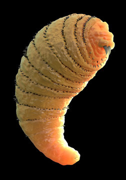 Botfly ,Bot fly larva or Gasterophilus parasitic fly larva