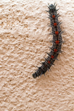 Mourning Cloak caterpillar crawls on an adobe wall in Santa Fe, New Mexico