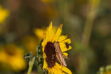 Grasshopper on a sunflower in Quivira National Wildlife Refuge in Kansas