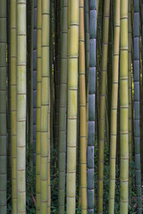 Bamboo forest, natural background