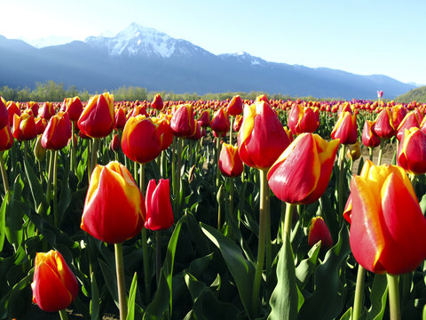 Tulips