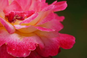 Rosas del jard&iacute;n bot&aacute;nico