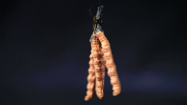 Cordyceps sinensis