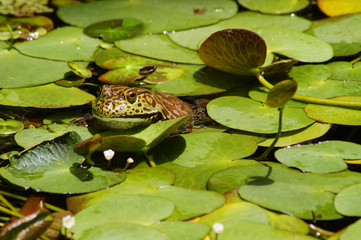 Rana entre los lotos
