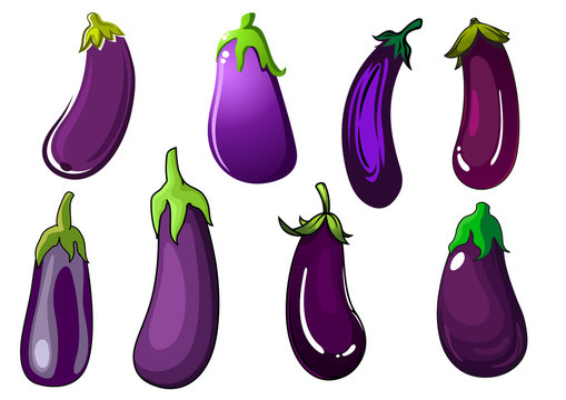 Organic fresh purple eggplant vegetables