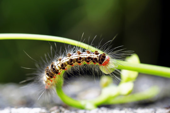 Caterpillar devouring the plants in a garden
