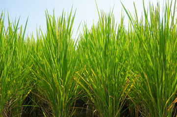 Obraz premium 稲穂