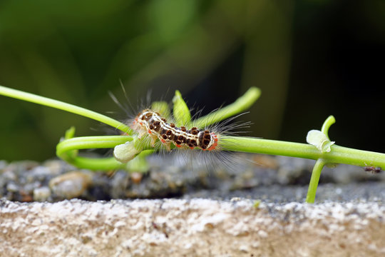 Caterpillar devouring the plants in a garden
