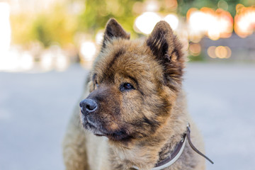 Portrait of nice mountain dog 