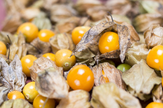 ochuva (Physalis peruviana)