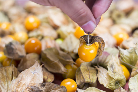 ochuva (Physalis peruviana)