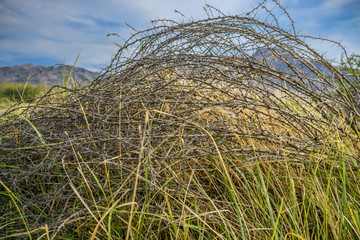 Fototapeta premium Summer steppe herbs