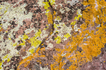 Steppe herbs in summer
