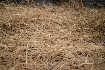 dry grass