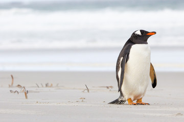 Cute little Gentoo Penguin resting on the beach.