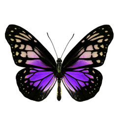 Beautiful purple butterfly isolated on white background, beautif